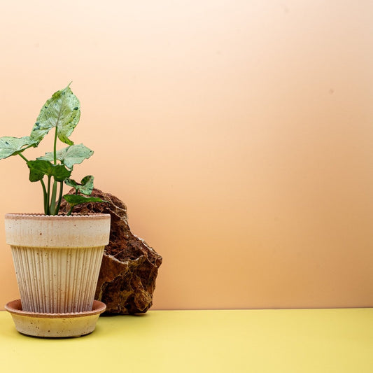 Syngonium Green Splash, gesprenkelte Blattzeichnung – potflourri