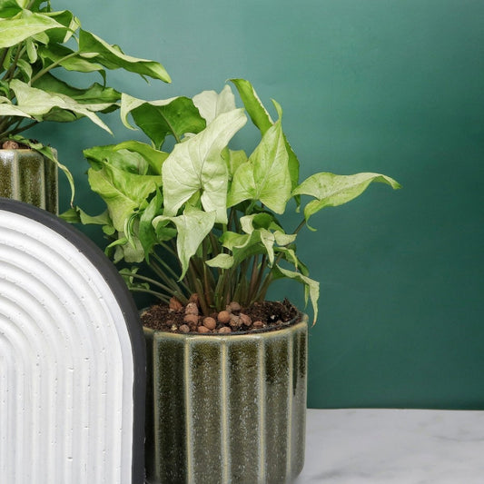 Syngonium Nguengi Laima – Zimmerpflanze mit marmorierten Blättern – potflourri