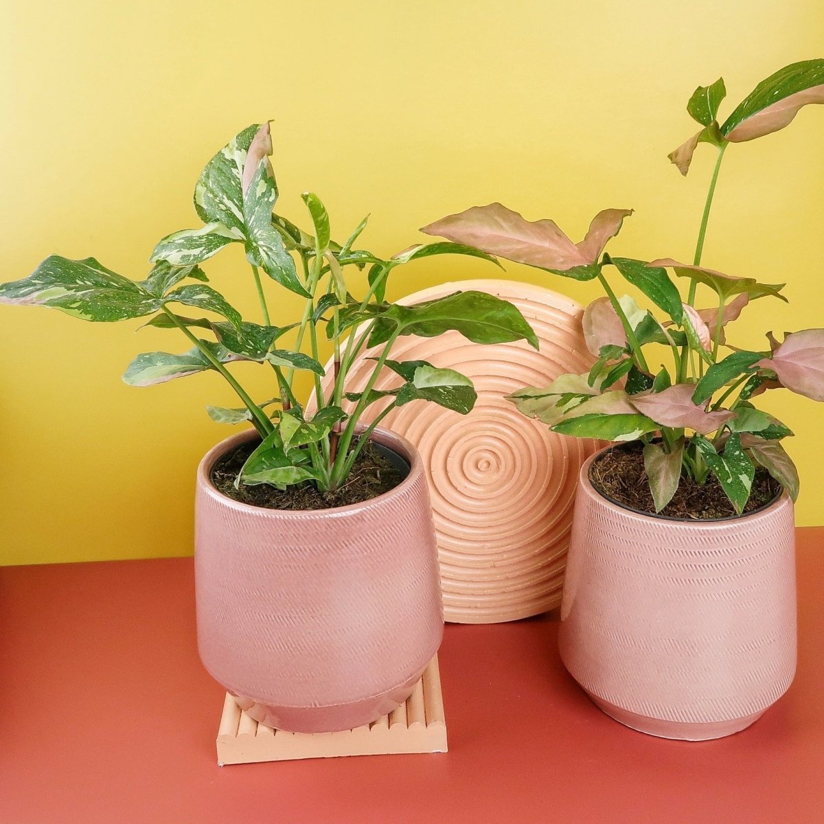 Syngonium Tricolor, begehrte Rarität für Sammler