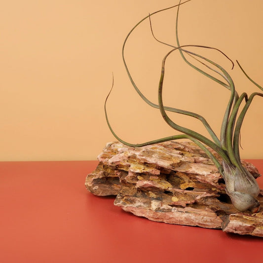 Tillandsia Baileyi – Luftpflanze mit spiralförmigen Blättern – potflourri