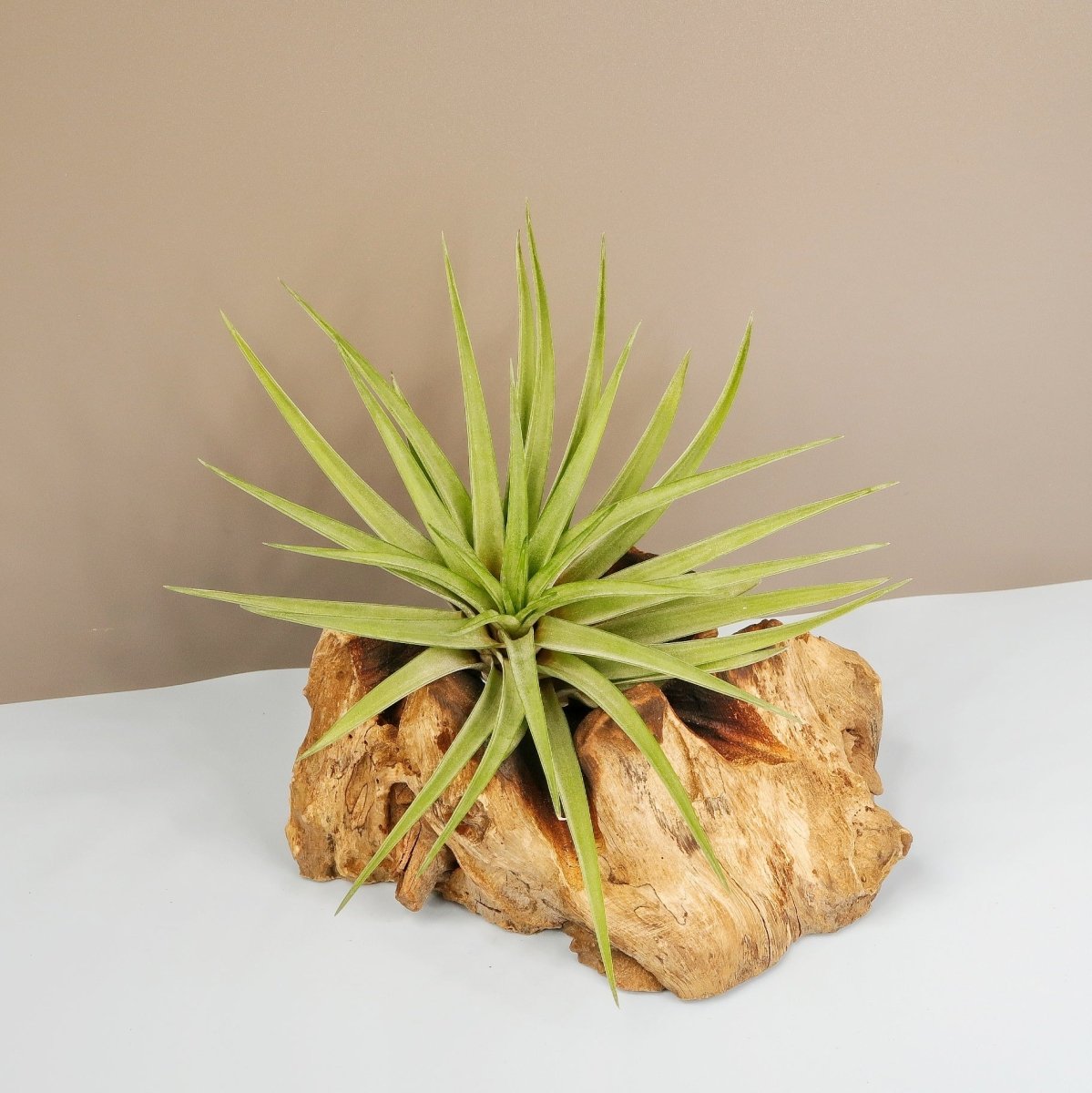 Tillandsia Brachycaulos Multiforal, Variante Groß