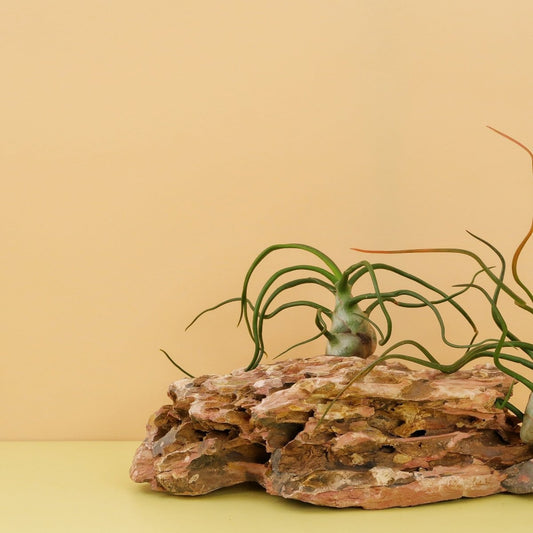 Tillandsia Bulbosa – Luftpflanze mit skulpturaler Form – potflourri