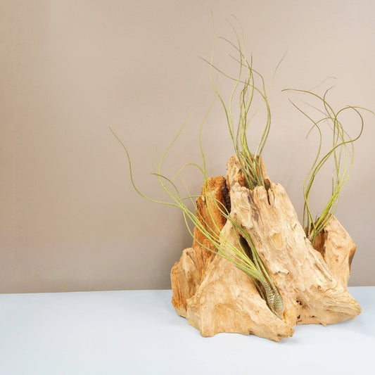 Tillandsia Butzii – Luftpflanze mit welligen Blättern – potflourri