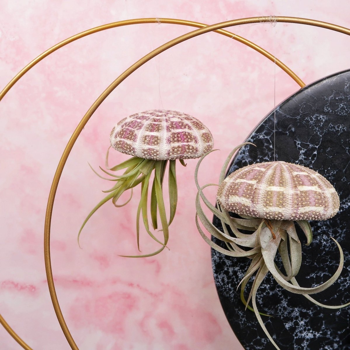 Tillandsia Capitata Natur für Einsteiger geeignet
