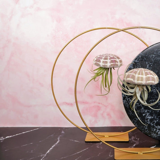 Tillandsia Capitata Natur – hängende Luftpflanze – potflourri