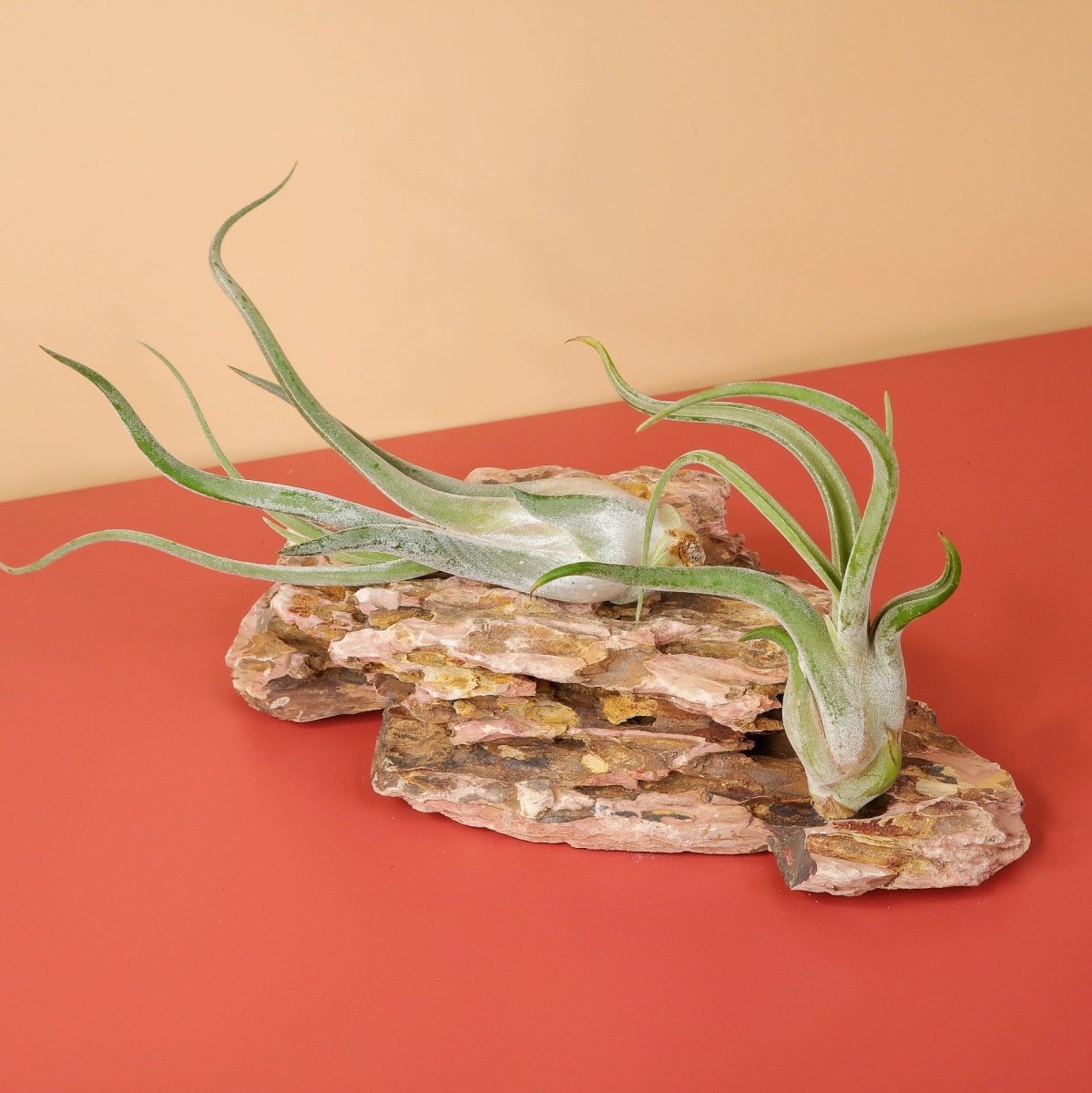 Tillandsia Caput Medusae, robuste Wüstenpflanze
