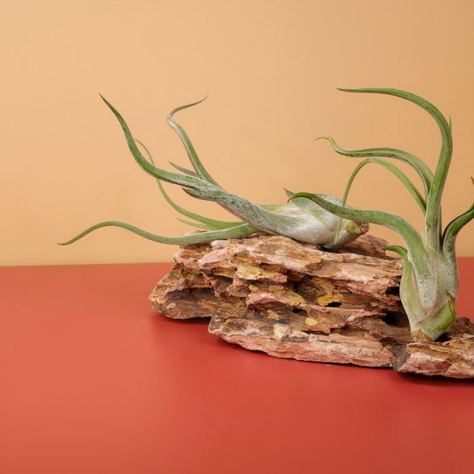 Tillandsia Caput Medusae – Luftpflanze mit Medusenlocken-Optik – potflourri