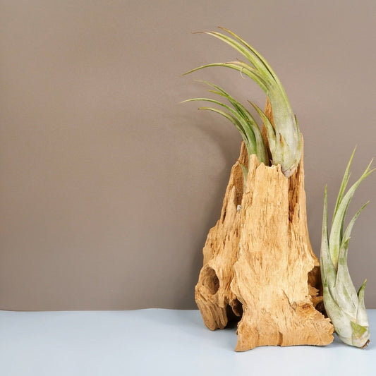 Tillandsia Circinata – Luftpflanze mit aschgrauen Blättern – potflourri