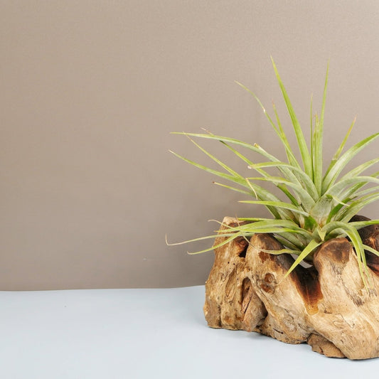Tillandsia Concolor – Luftpflanze mit aschgrauen Blättern – potflourri