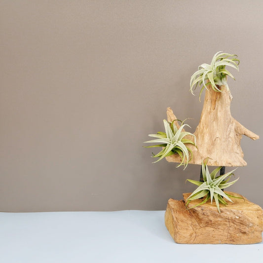 Tillandsia Edithae – Luftpflanze mit aschgrauen Blättern – potflourri