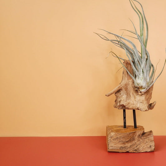Tillandsia Ehlersiana – Luftpflanze mit aschgrauen Blättern – potflourri