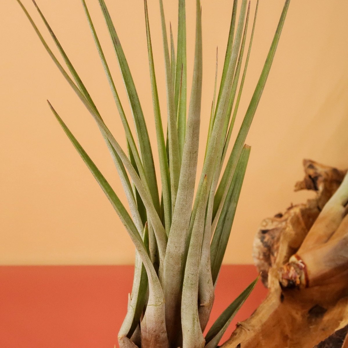 Tillandsia Fasciculata, Variante Groß