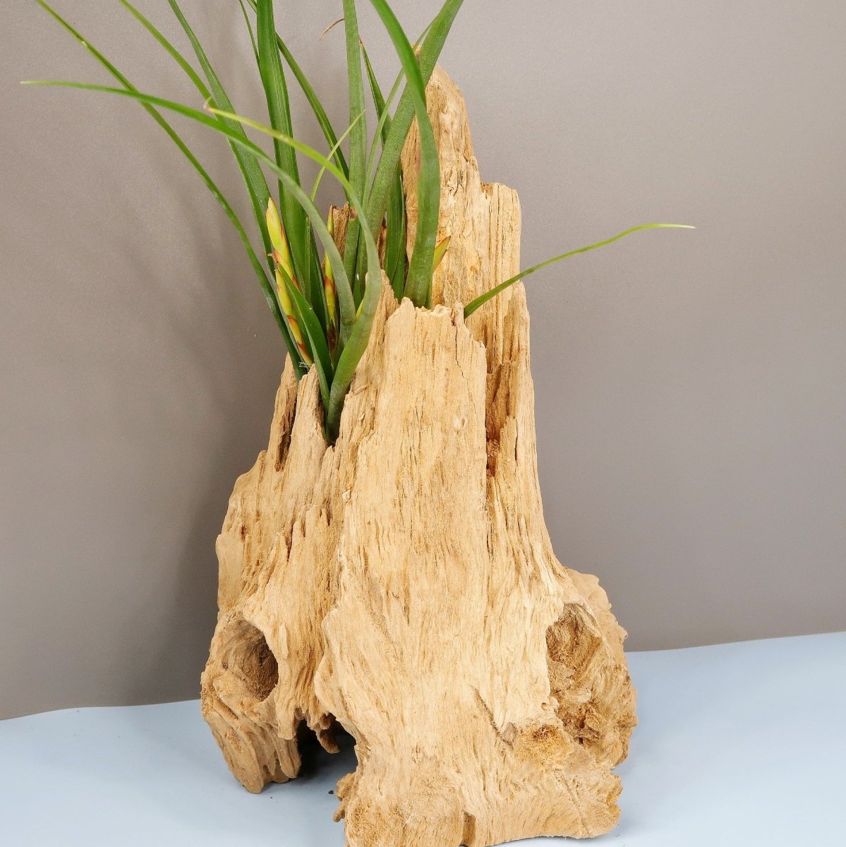 Tillandsia Flabellata Spirit, Variante Normal