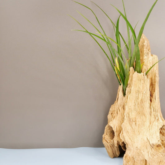 Tillandsia Flabellata Spirit – Luftpflanze mit rötlichen Blättern – potflourri