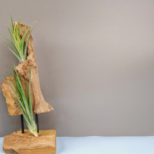 Tillandsia Ionantha Baileyii – Luftpflanze mit grünen Blättern – potflourri