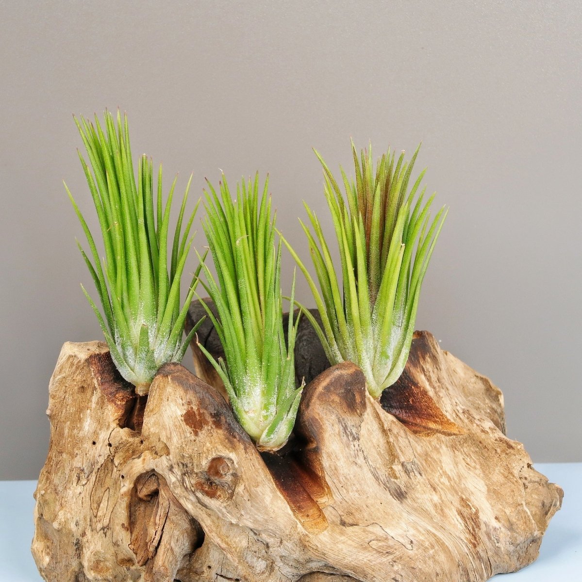 Tillandsia Ionantha Fuego, Variante Groß