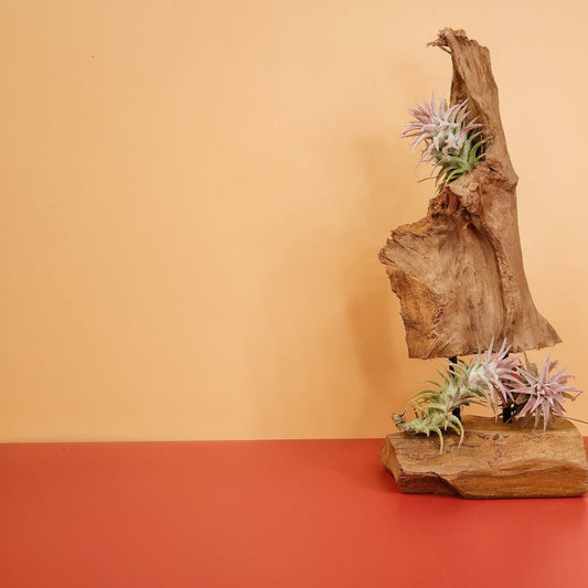 Tillandsia Ionantha Vanhyningii – Luftpflanze mit gelblichen Blättern – potflourri