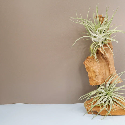 Tillandsia Kammi – Luftpflanze mit silbrig-grünen Blättern – potflourri