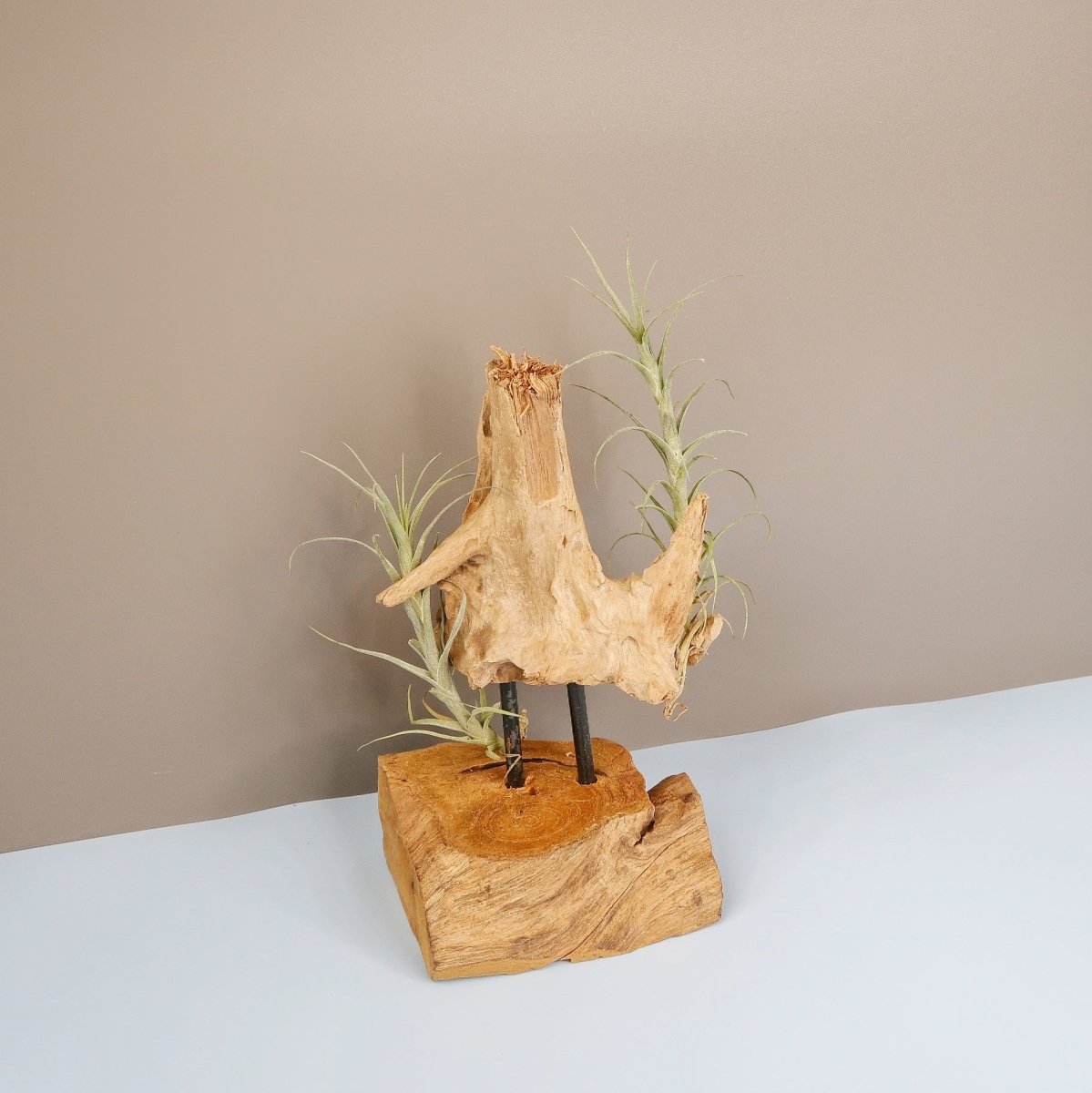 Tillandsia Macbrideana – Felsbewohner aus Peru – potflourri