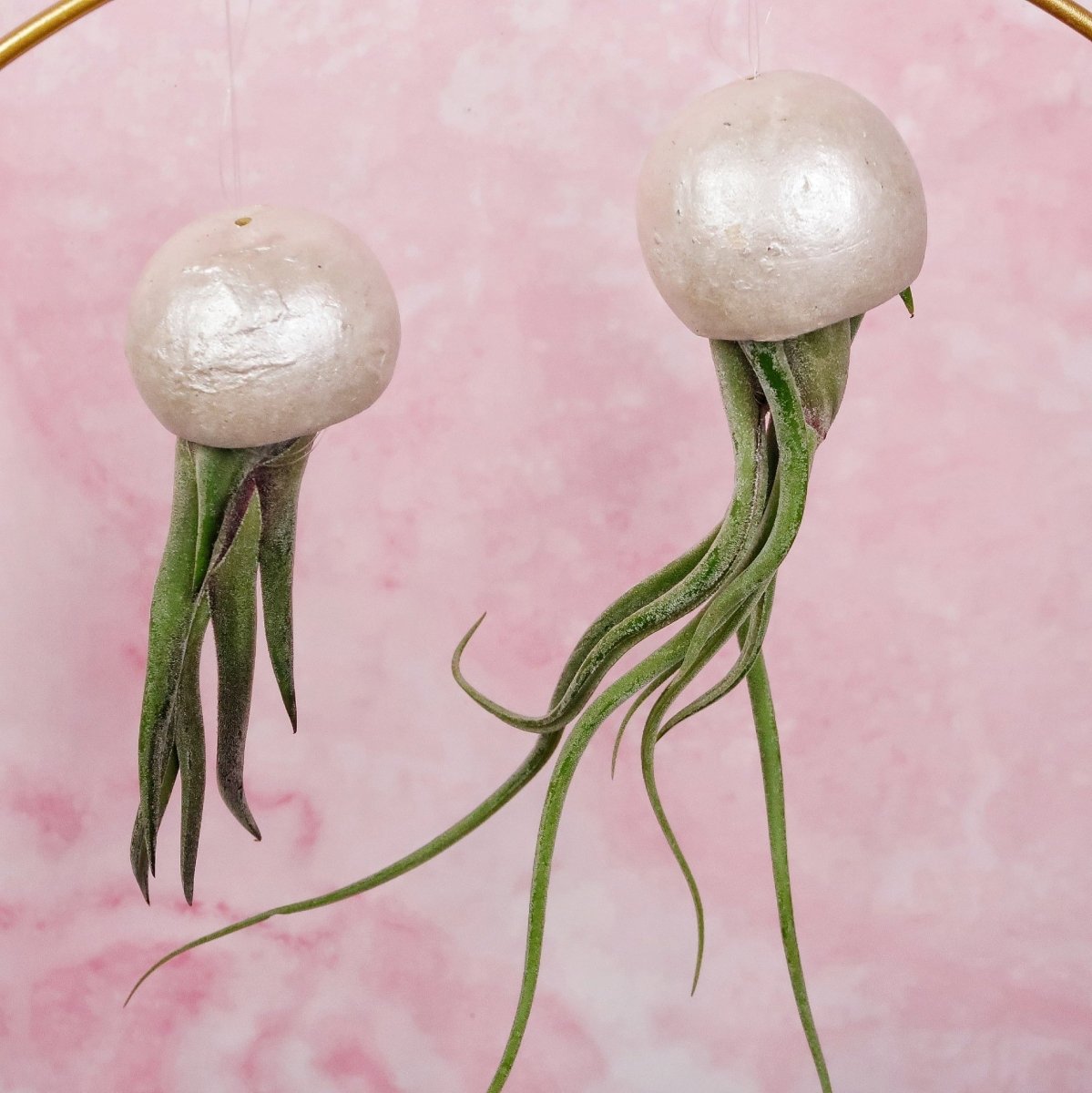 Tillandsia Medusae Bellcup Pearl am Nylonfaden für Anfänger