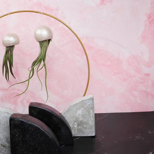 Tillandsia Medusae Bellcup Pearl – hängende Luftpflanze von potflourri