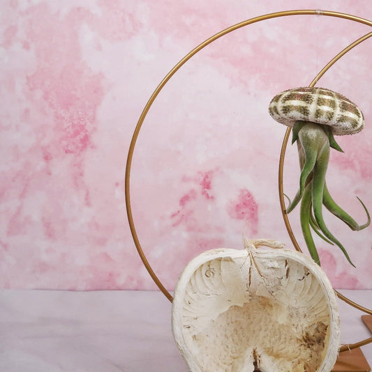 Tillandsia Medusae Natur – hängende Luftpflanze – potflourri