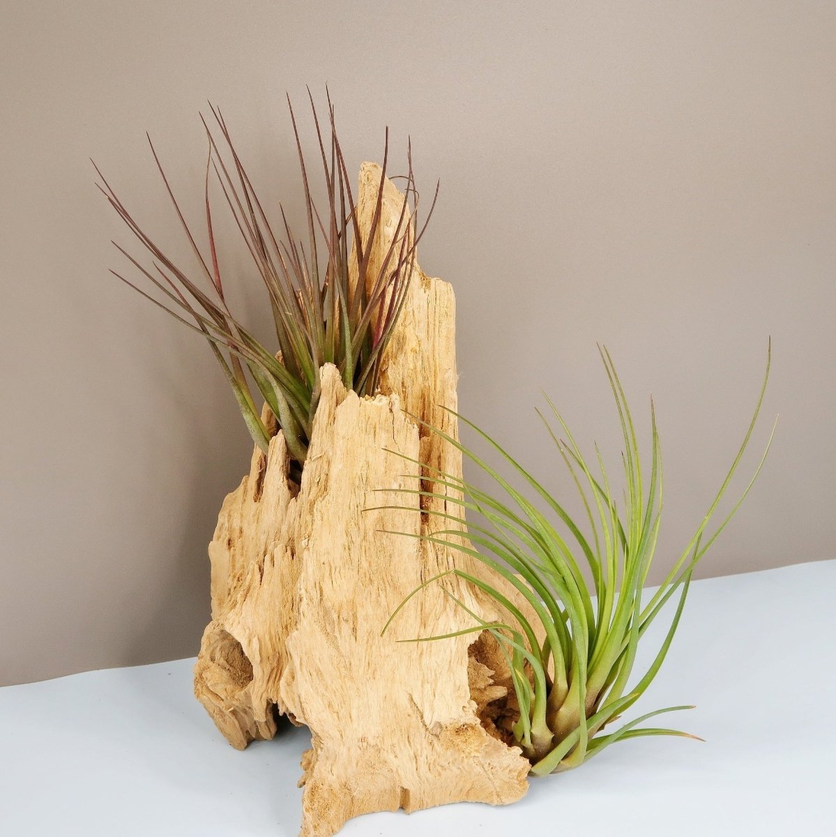 Tillandsia Melanocrater Tricolor, aus trockenen Regionen Amerikas