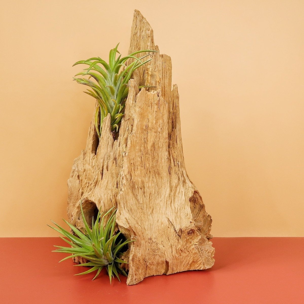 Tillandsia Neglecta, Variante Groß