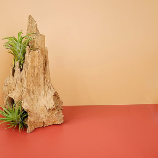 Tillandsia Neglecta – Luftpflanze mit grünen Blättern – potflourri