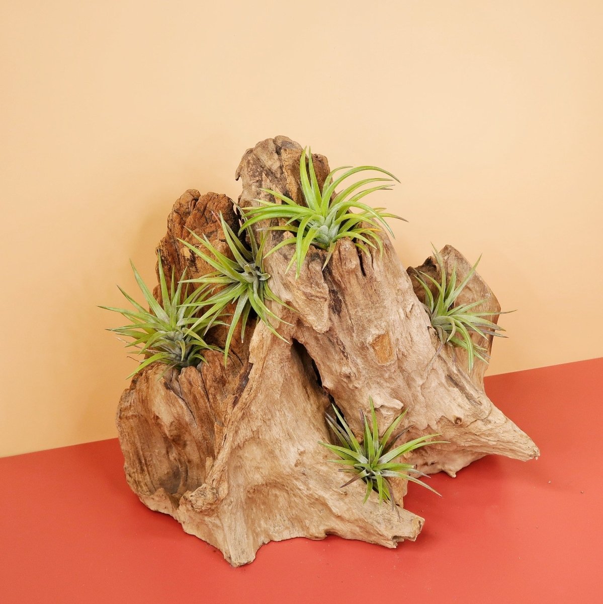 Tillandsia Neglecta Rubra, Variante Normal
