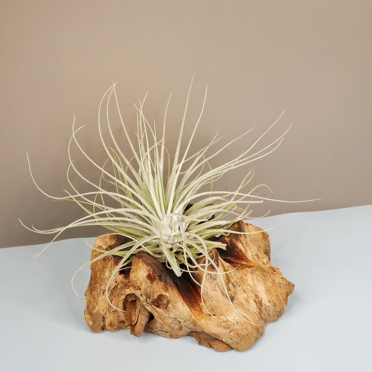Tillandsia Oaxacana Velickiana, aus Oaxaca in Mexiko