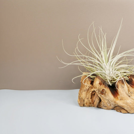 Tillandsia Oaxacana Velickiana – Luftpflanze mit silbergrauen Blättern – potflourri