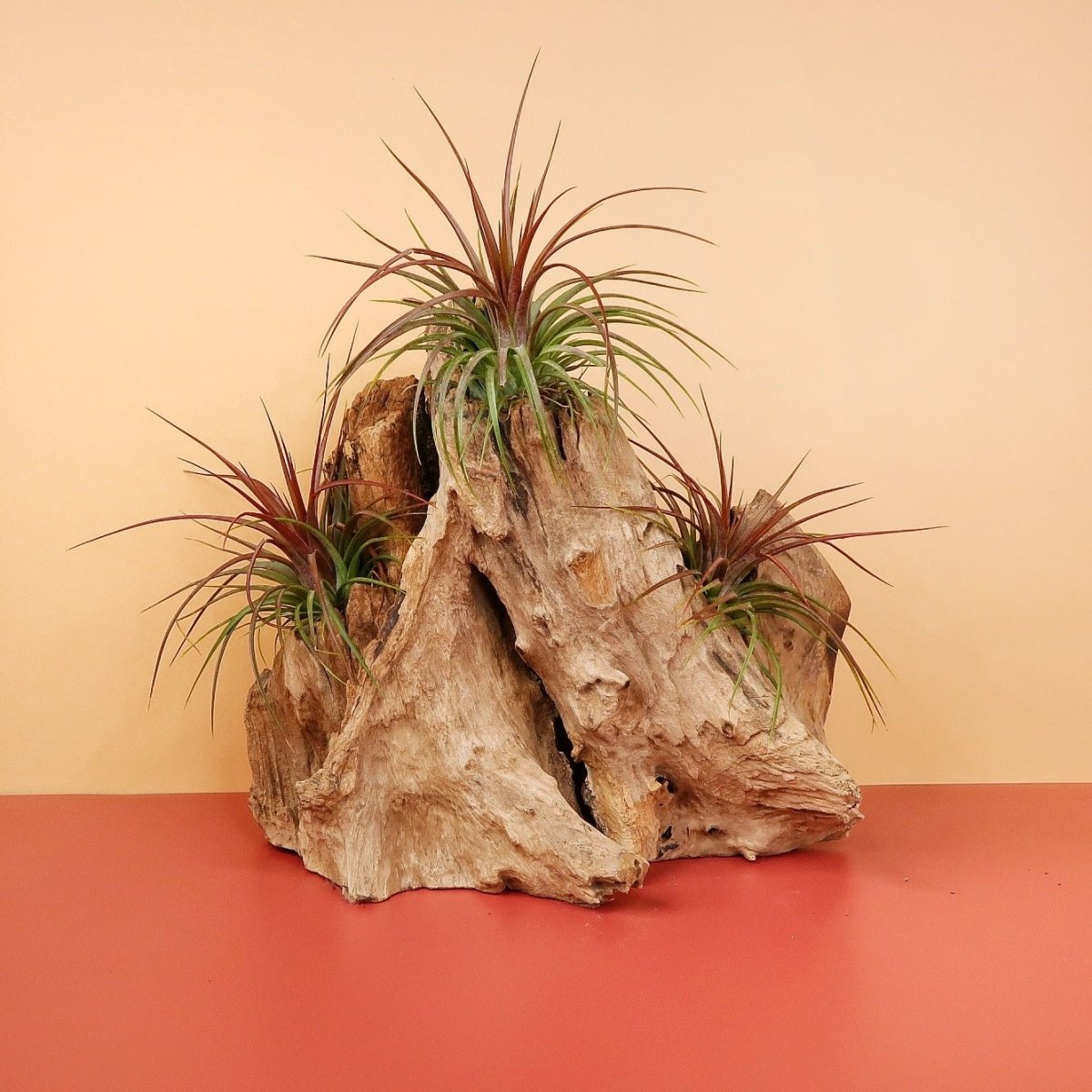 Tillandsia Rainforest, exotische Note