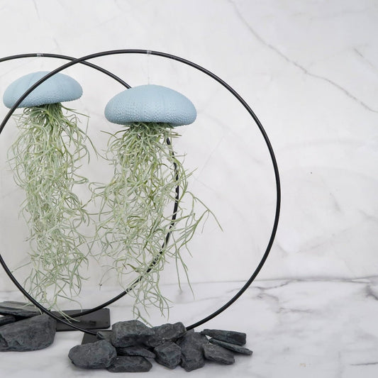 Tillandsia Usneoides Blue – Luftpflanze am Seeigel-Gehäuse von potflourri