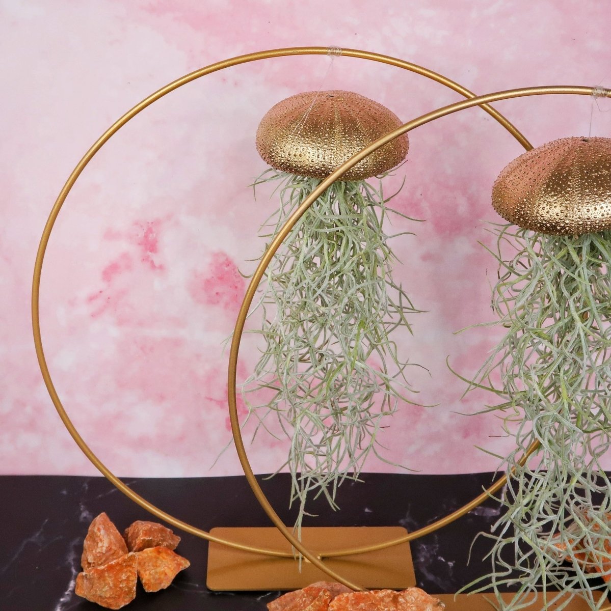 Tillandsia Usneoides Gold – Ansicht 6