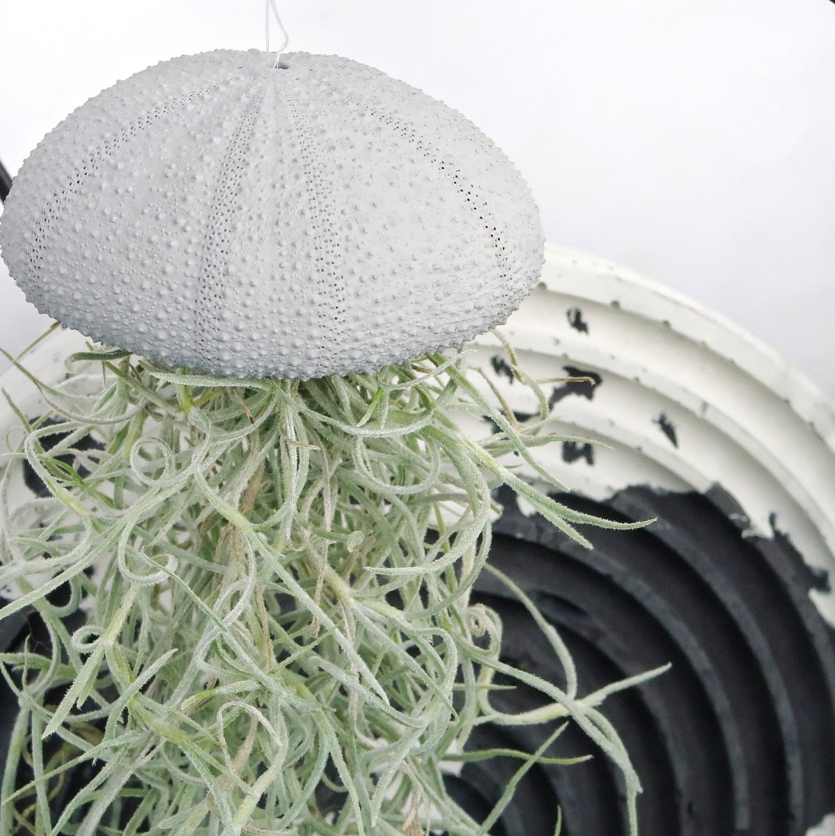 Tillandsia Usneoides Grey – Ansicht 6