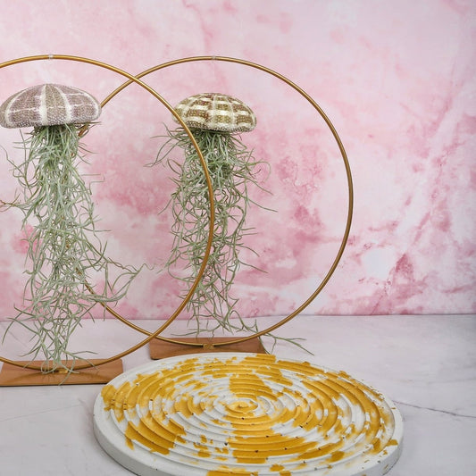 Tillandsia Usneoides Natur – hängende Luftpflanze – potflourri