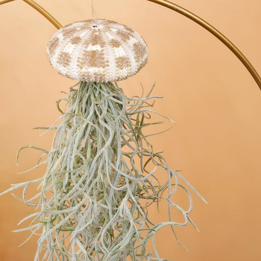 Tillandsia Usneoides Panther – hängende Luftpflanze – potflourri