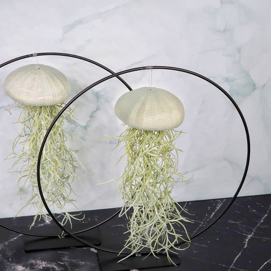 Tillandsia Usneoides Velvet Eucalyptus – hängende Luftpflanze – potflourri