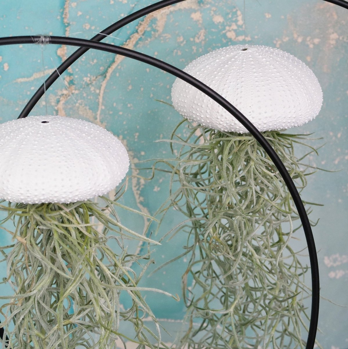 Tillandsia Usneoides White – Ansicht 6