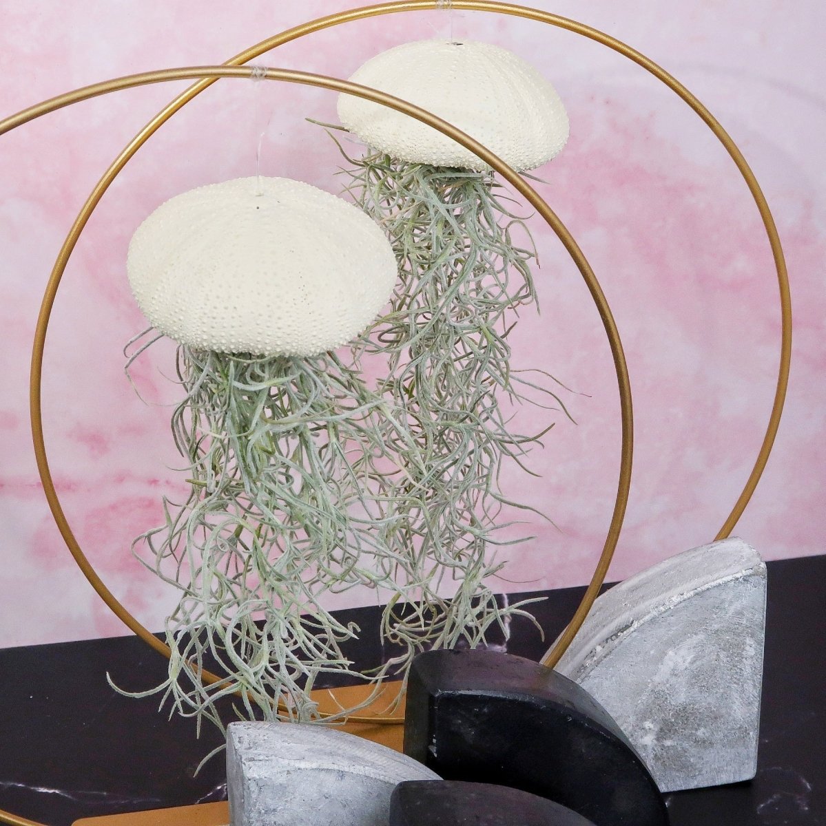 Tillandsia Usneoides Yellow am transparenten Nylonfaden