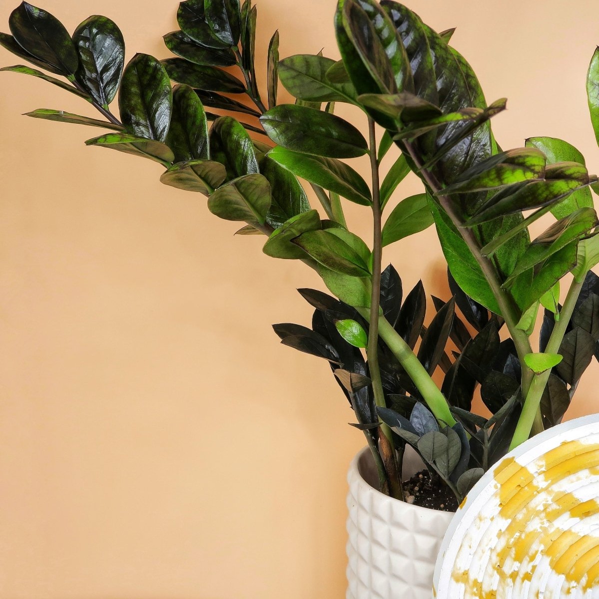 Zamioculcas Black Raven – aufrechte, moderne Silhouette