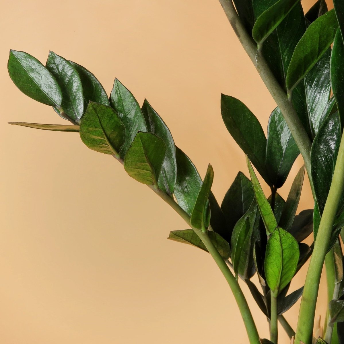 Zamioculcas Super Nova – glänzender Hochglanz-Effekt