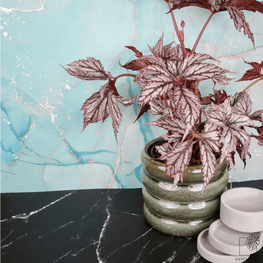 Begonia Benitochiba – Zimmerpflanze mit silber-rosa Blättern – potflourri
