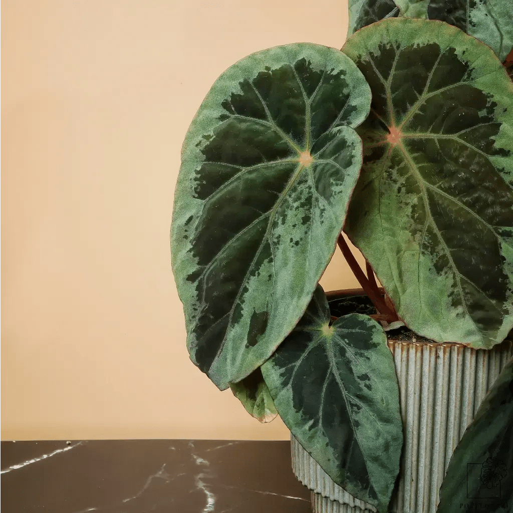 Begonia Burkillii Silver Edge – roter Blattkontrast, rosa Blüten im Alter