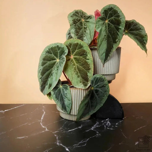 Begonia Burkillii Silver Edge – kompakte Zimmerpflanze – potflourri