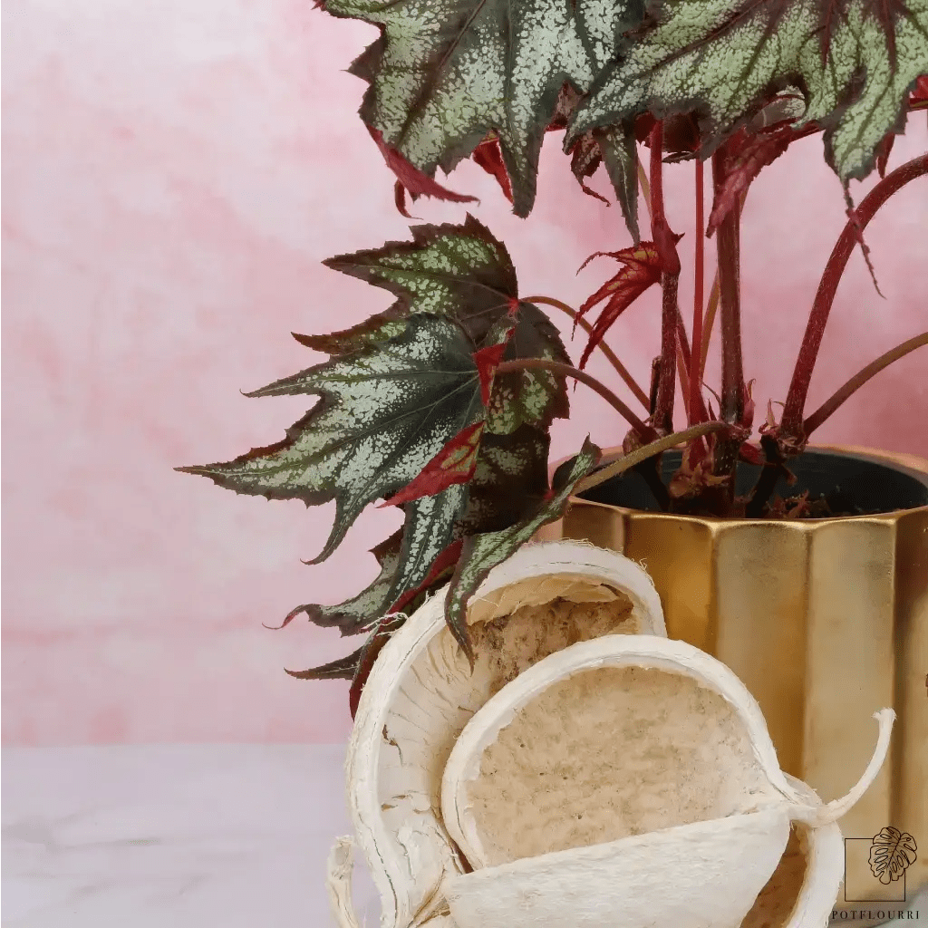 Begonia Little Brother Montgomery – Ansicht 7