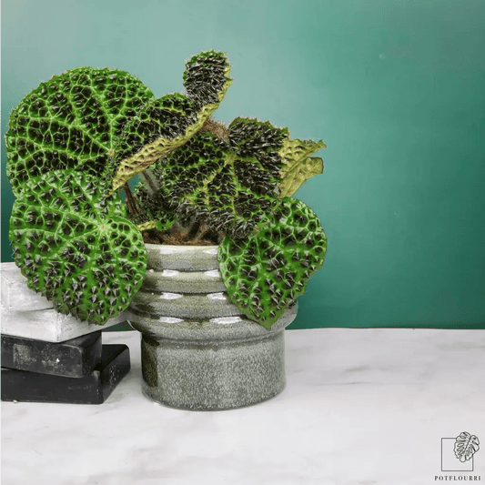 Begonia Melanobullata – kompakte Zimmerpflanze – potflourri