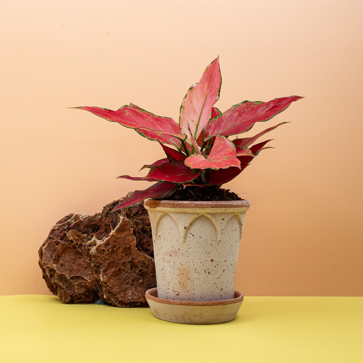 AGLAONEMA - potflourri