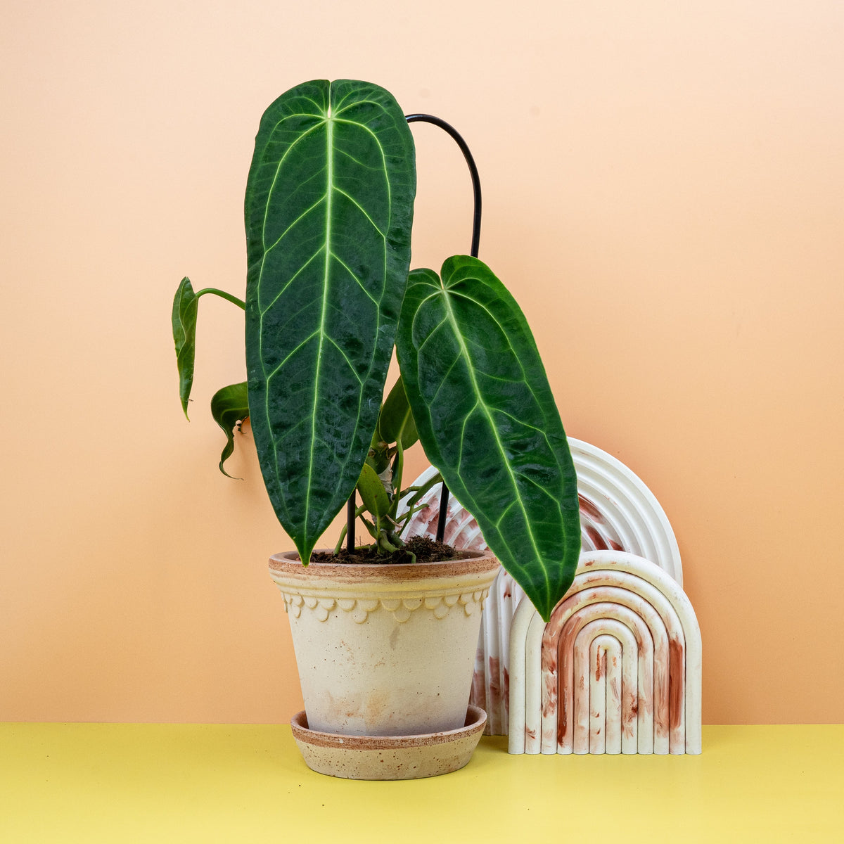 ANTHURIUM - potflourri